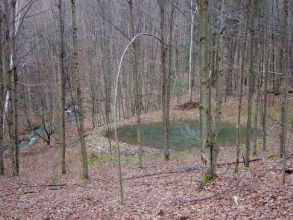 Creating a Vernal Pool