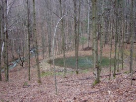 Creating a Vernal Pool thumbnail