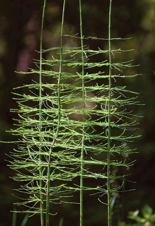 Plant Relics are Humble but Handy