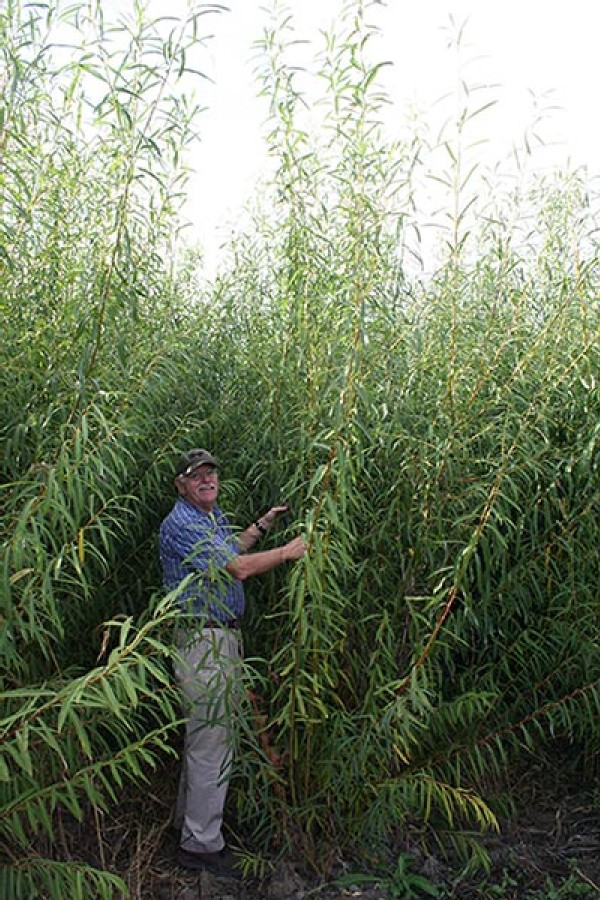 Growing Willow for Fuel