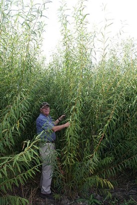 Growing Willow for Fuel thumbnail