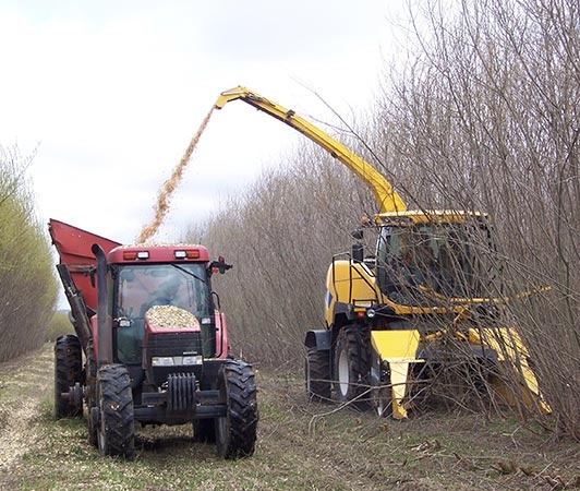 Growing Willow for Fuel