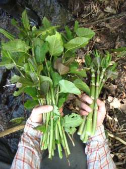 When Life Hands You Knotweed, Make Knotweed Crisp Photo: Meghan Oliver