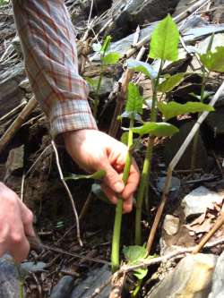 When Life Hands You Knotweed, Make Knotweed Crisp Photo: Meghan Oliver