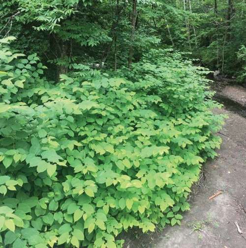 Knotweed