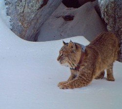 Laconia_bobcat_1.jpg
