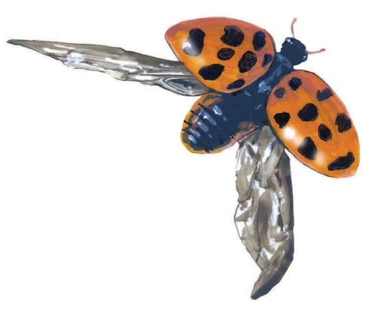 Spotting Lady Beetles for Science