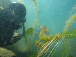 Lake Laboratory Photo: Aquatic Invasive Management