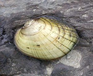 New Techniques Aid Conservation of Freshwater Mussels thumbnail