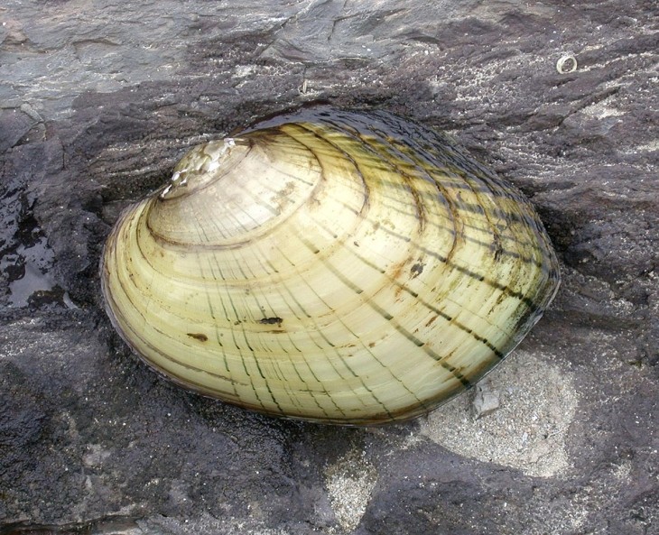 New Techniques Aid Conservation of Freshwater Mussels