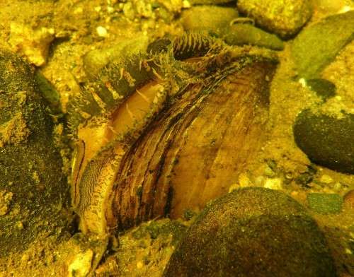 Underwater lampmussel