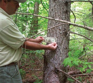 Exotic Larch: Not Your Grandfather’s Hackmatack thumbnail