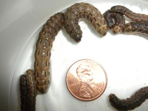 Snow Worms thumbnail