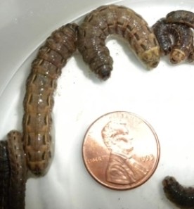 larvae_found_in_snow800.jpg thumbnail