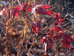 last_colors_trail_web20.jpg