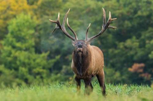 Elk