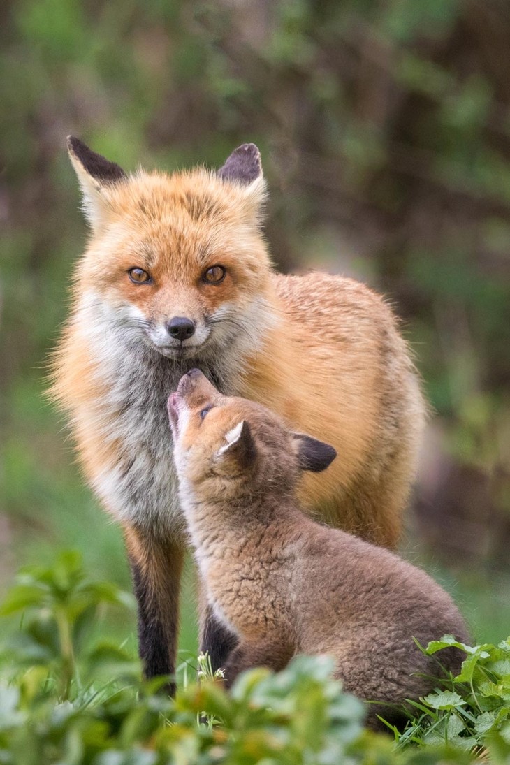 Laurie Dirkx Captures Wildlife in Photographs