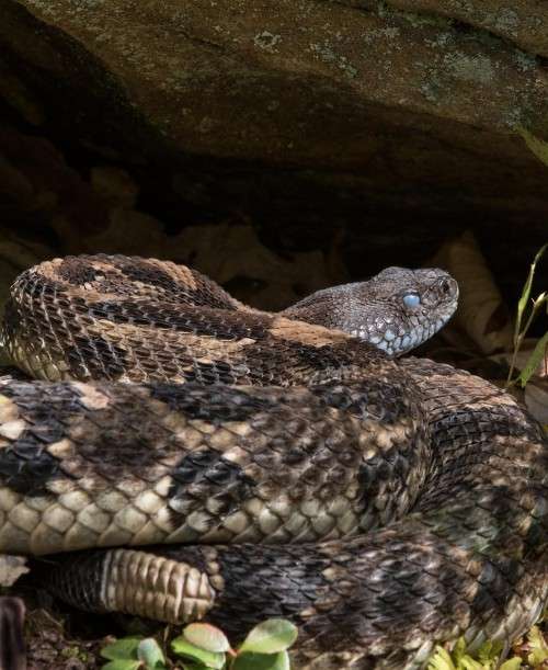 Rattlesnake