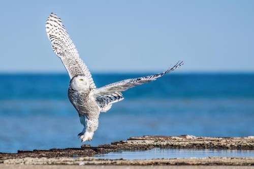 Snowy owl