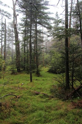 lead-shot-w.jpg thumbnail