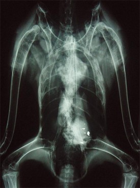 lead_ammo_1.jpg thumbnail