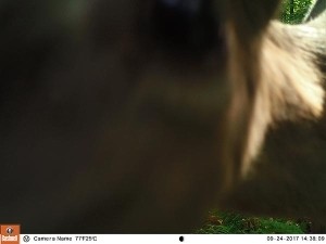 Whitetail Behavior and Physiology thumbnail