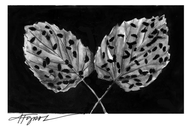 leaf_beetle_web.jpg