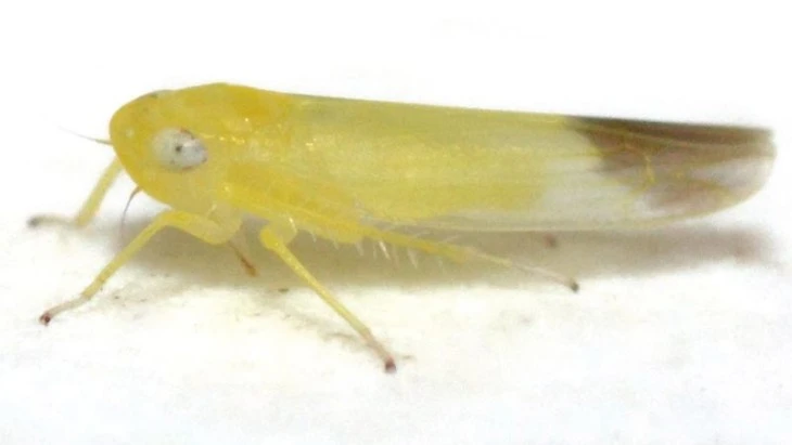 leaf_hopper_pic.jpg