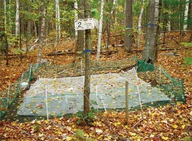 Leaf_litter.jpg thumbnail