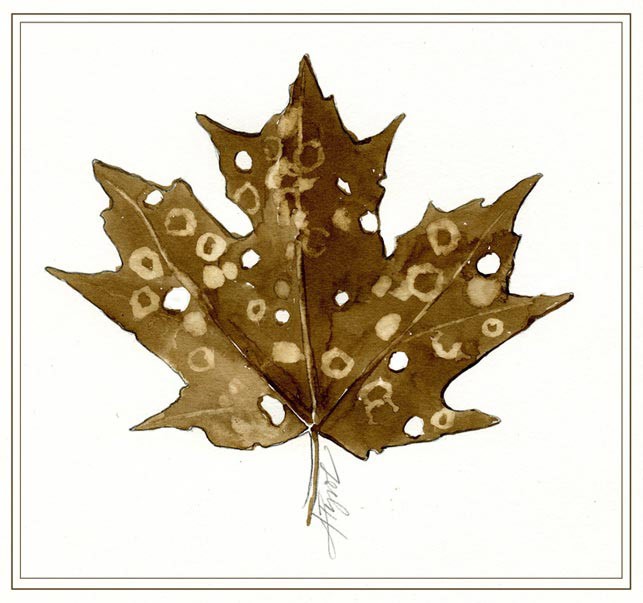 Maple Leafcutter and its Turtle-like Existence thumbnail