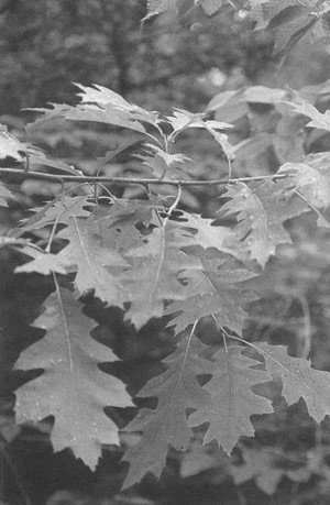 Are All the Leaves On a Tree Pretty Much the Same? thumbnail