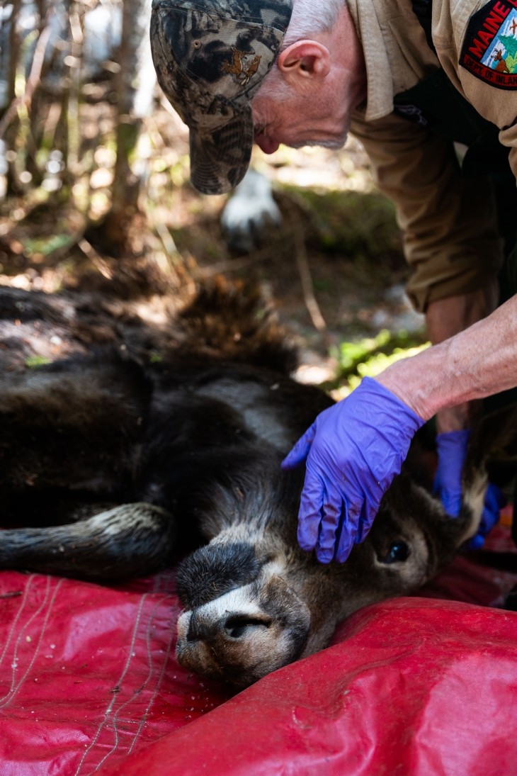 Moose inspection