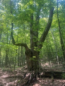 legacy-tree-web.jpg thumbnail