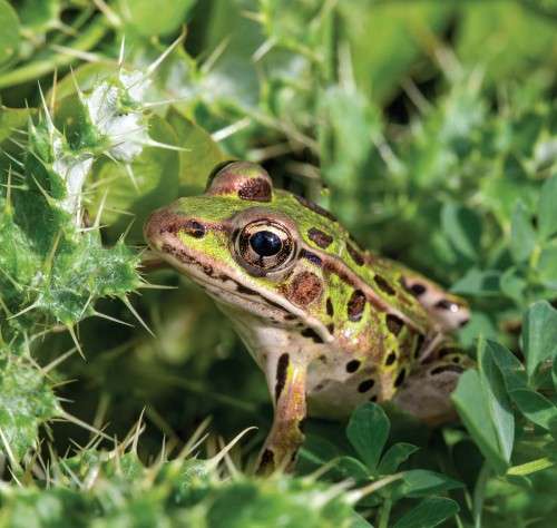 Leopard frogs