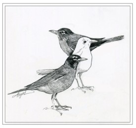 Leucistic_birds2.jpg thumbnail