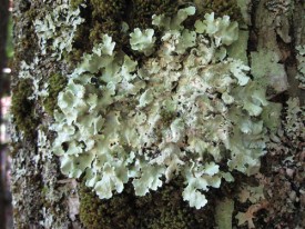 lichen_from_ginny1000.jpg thumbnail