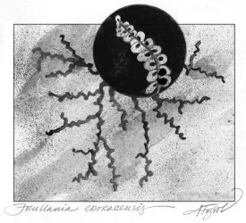 liverwort_cropped.jpg thumbnail