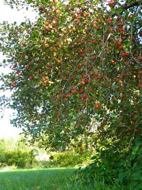 Weight Bearing Trees