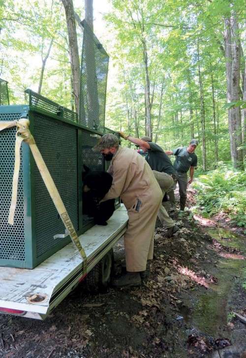 Loading bears