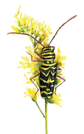 Locust borer thumbnail