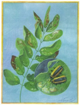 locust_leafminer.jpg thumbnail