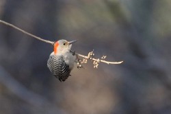 Woodpecker Photo: Tim Loftus