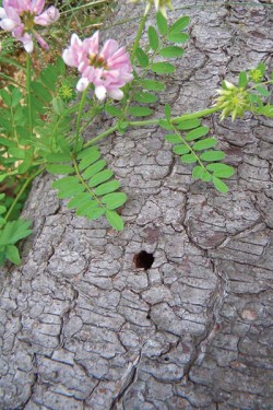 Life in Your Logs Photo: NW