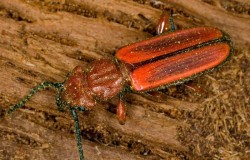 Life in Your Logs Photo: David Cappaert