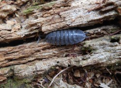 Life in Your Logs Photo: Aaron M. Ellison 