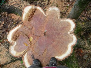 A Monster Red Oak thumbnail