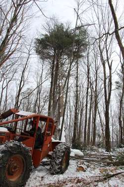 A Glorious January Day Photo: Northern Woodlands