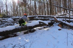 A Glorious January Day Photo: Northern Woodlands