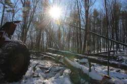 A Glorious January Day Photo: Northern Woodlands