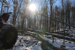 A Glorious January Day Photo: Northern Woodlands